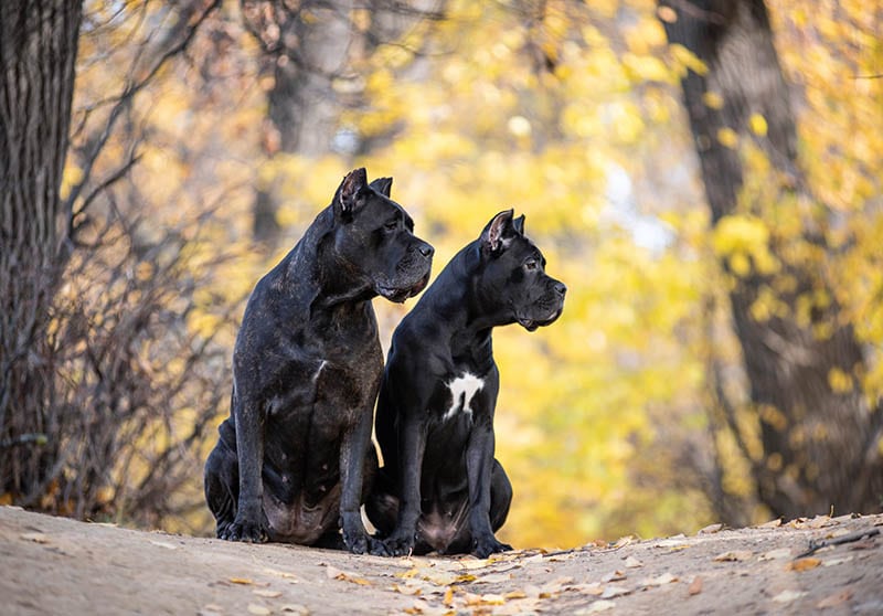 two female cane corso dogs in the park during autumn