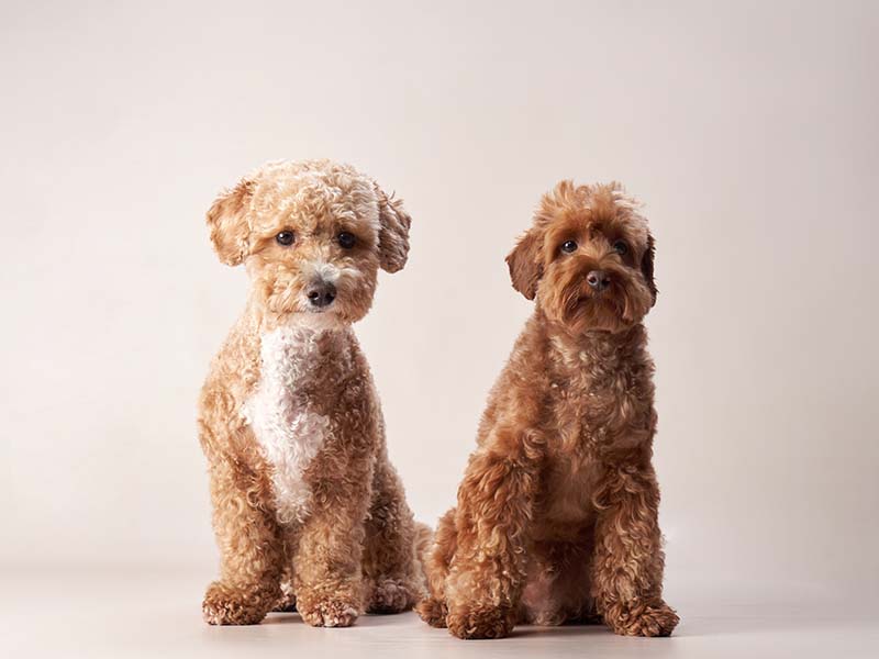 two red maltipoo dogs