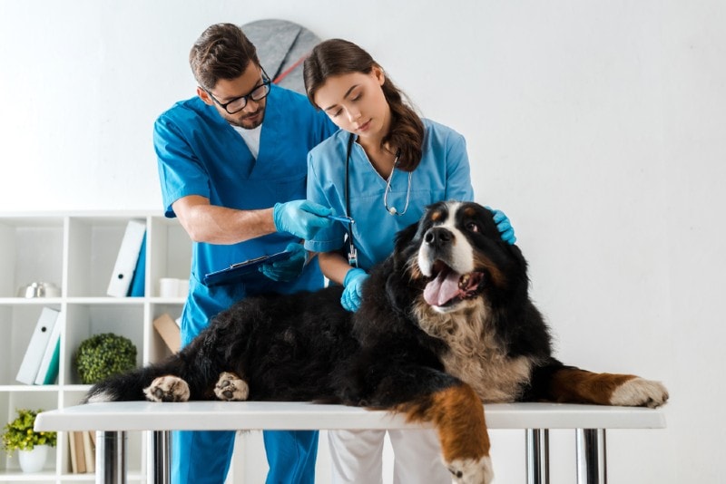 hai bác sĩ thú y kiểm tra một con chó núi Bernese