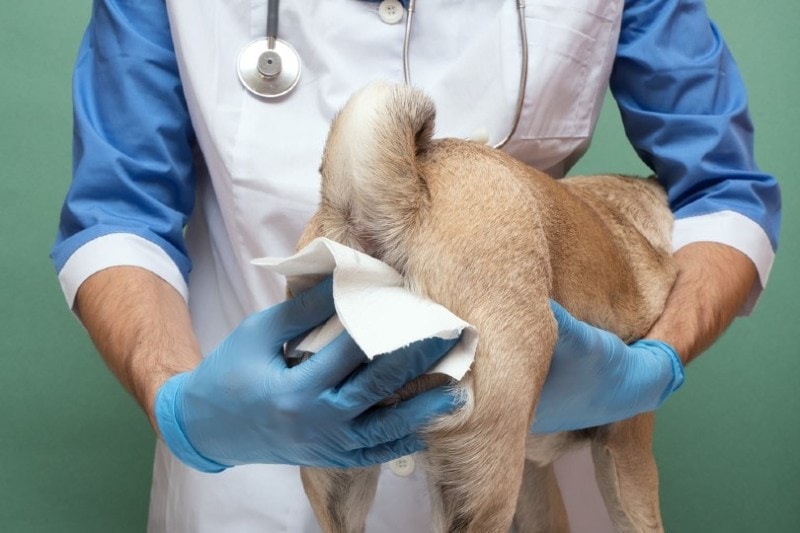 vet cleaning anal glands of a dog