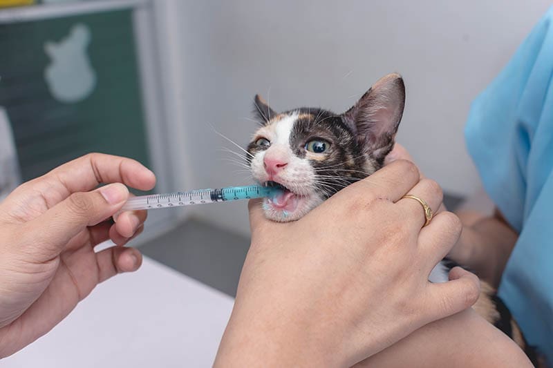 bác sĩ thú y cho mèo uống thuốc tẩy giun