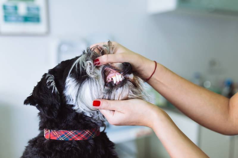 veterinarian checking miniature schnauzer dog's teeth