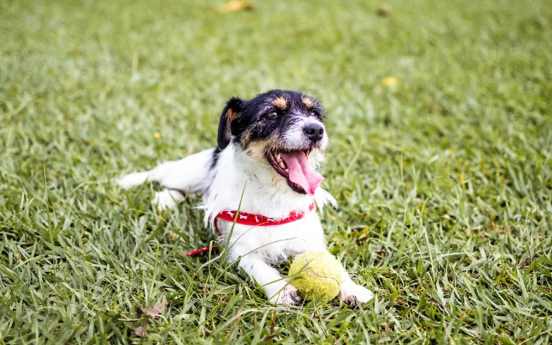 white and black dog lying on grass with a ball toy