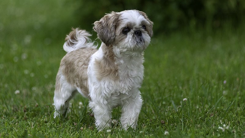Is my shih tzu pregnant new arrivals