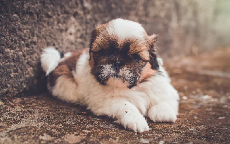 white and brown small teacup Shih Tzu puppy dog