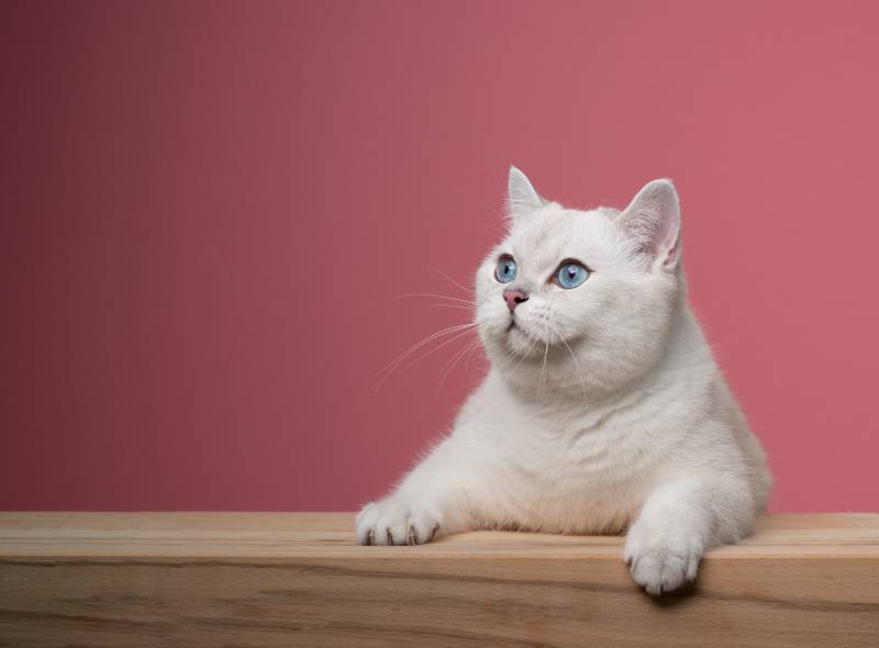 cute white british shorthair cat leaning on wooden counter looking to the side