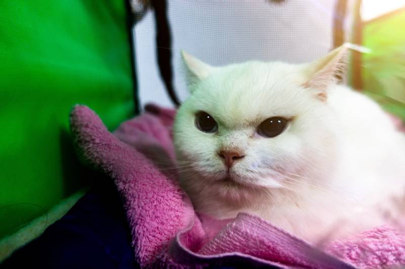 white british shorthair cat sitting in a portable aviary.