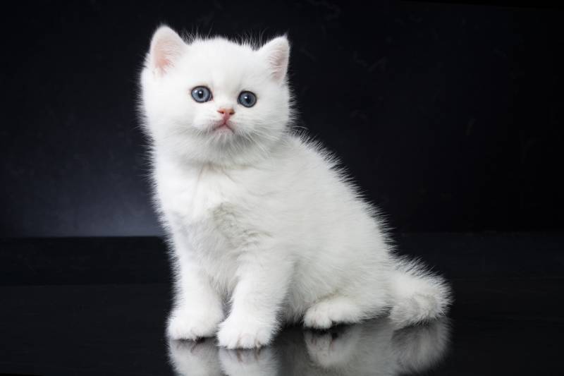 british shorthair kittens of silver and gold color on a black background