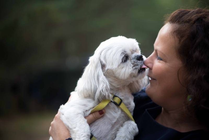 white shih tzu dog licking owner on the nose