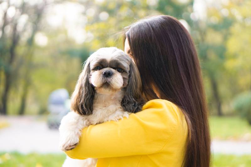 người phụ nữ ôm và hôn một chú chó shih tzu trong công viên mùa thu