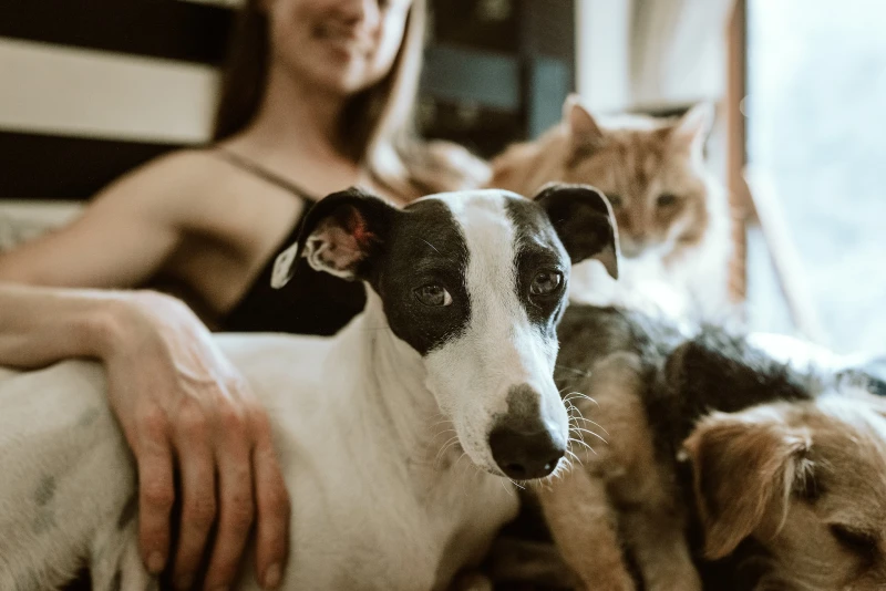 woman sitting down with two dogs and a cat