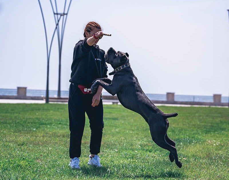 woman training a cane corso