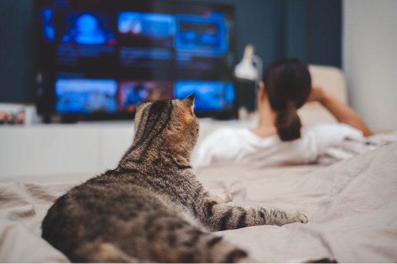 phụ nữ và một con mèo đang ngồi trong phòng ngủ xem TV trực tuyến cùng nhau