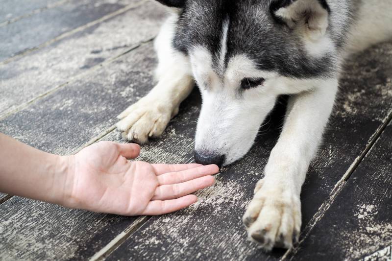 young husky siberian dog sniffing at human hands