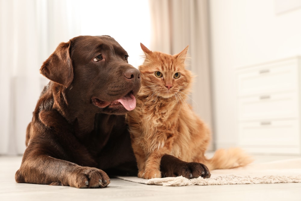 Does Petting a Cat or Dog Reduce Stress? Here's What Science Says | Hepper