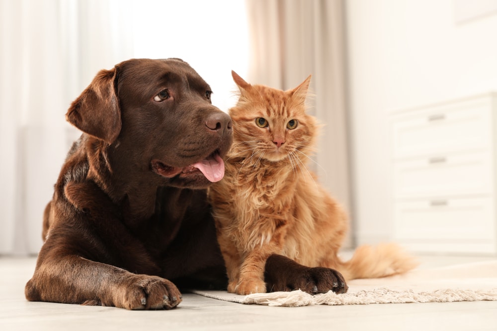 A dog and a cat laying on the floor