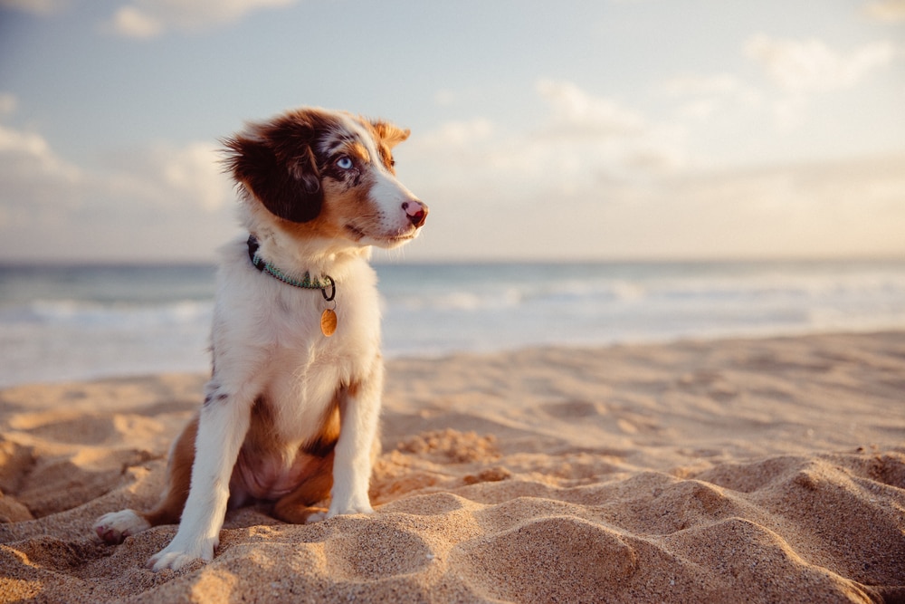 A dog at a beach