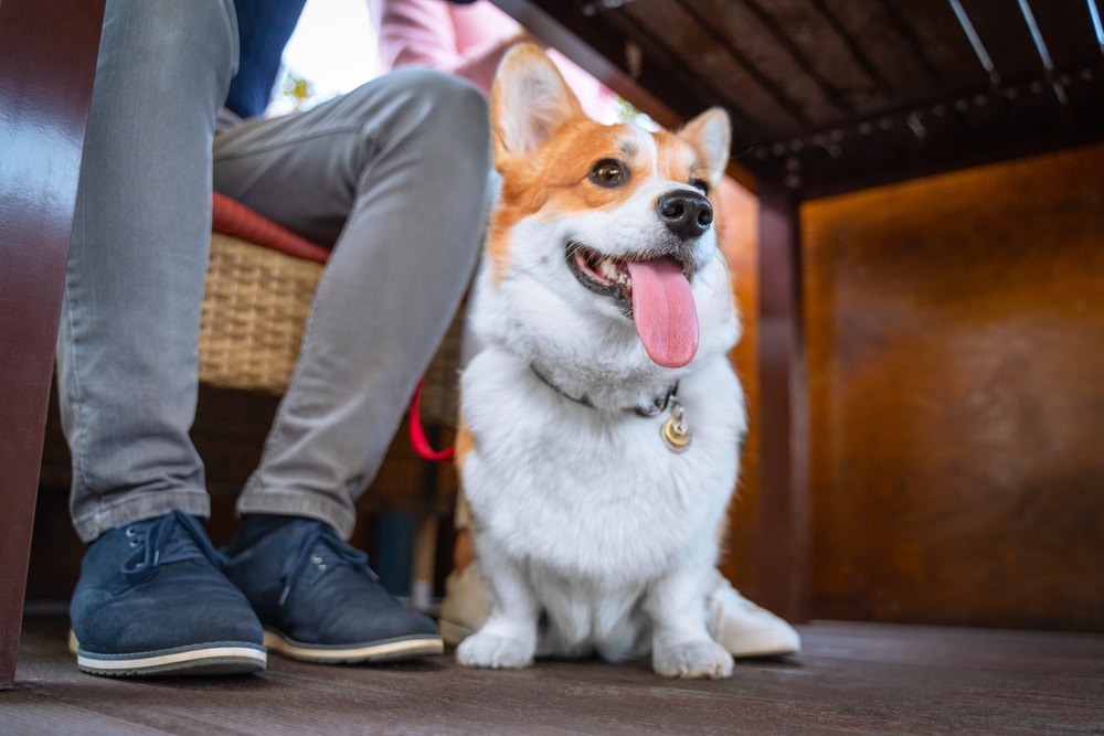 A dog at a restaurant