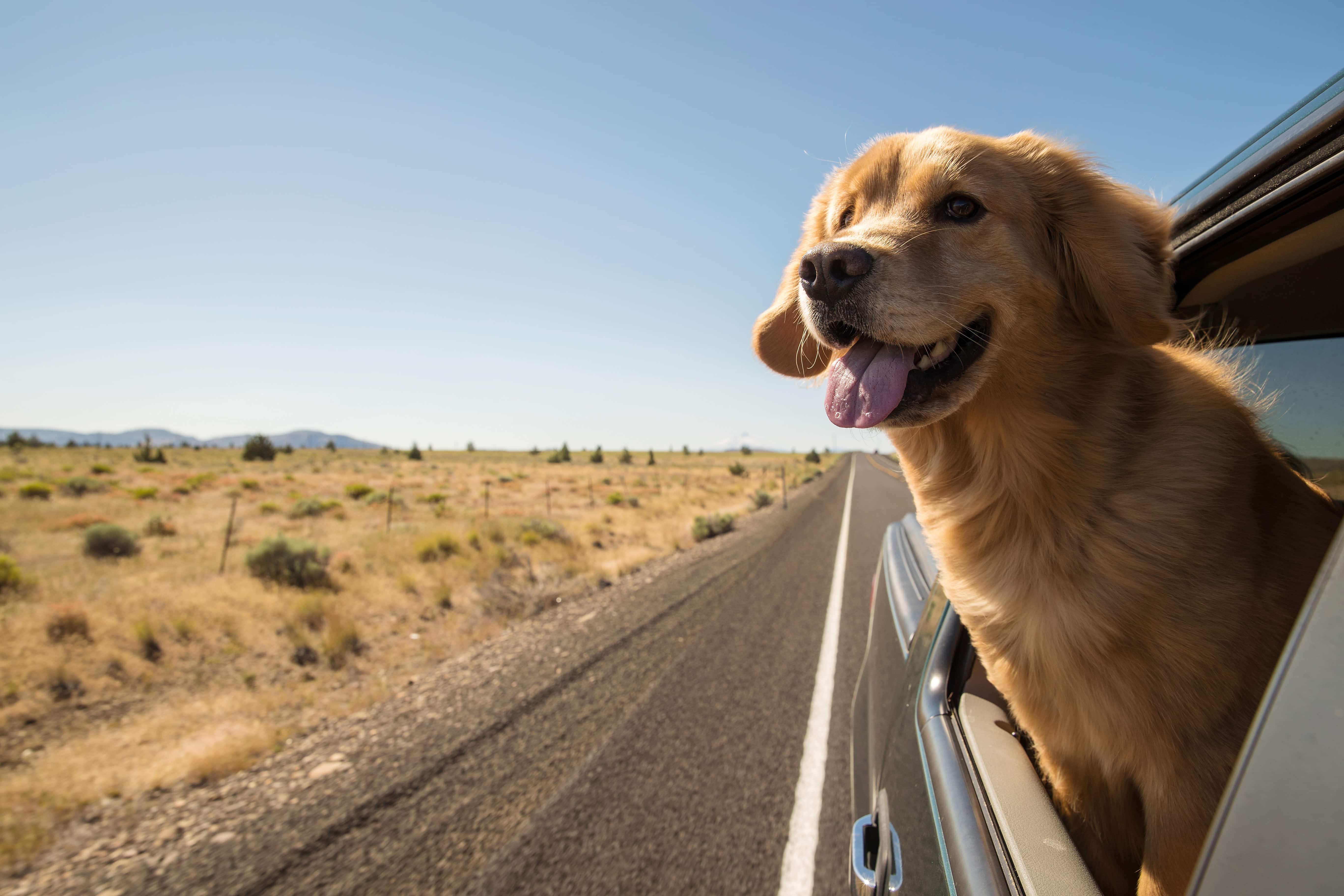 A dog on a road trip