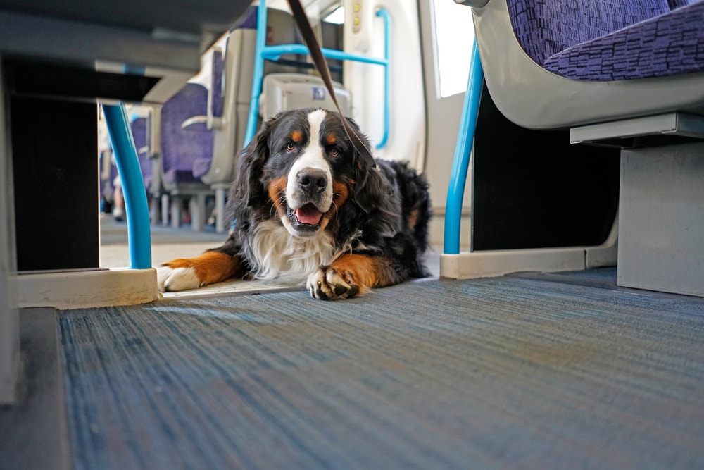 A dog travelling on a bus public transport