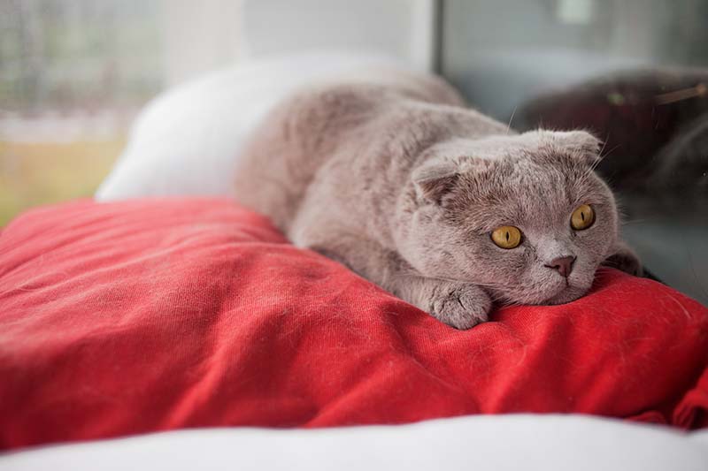 Gato gris sobre almohadón rojo.