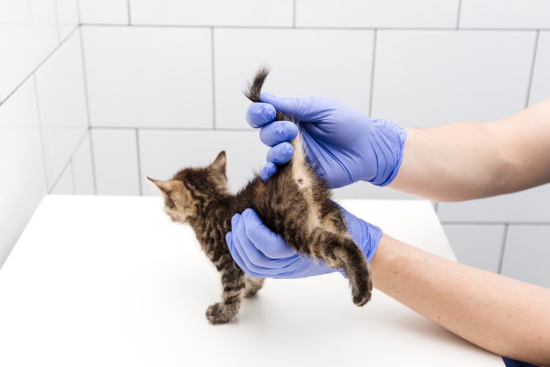 A vet checking the anal glands of a kitten