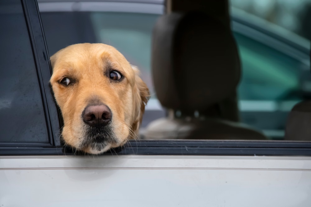 A worried dog in a car