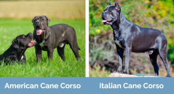 American vs Italian Cane Corso - Main Differences Explained (With