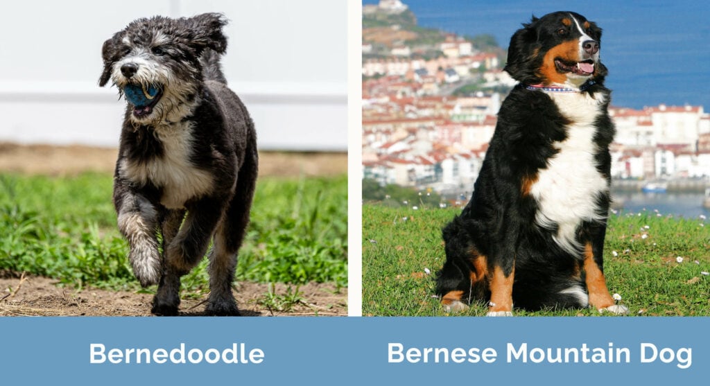 Bernedoodle vs Bernese Mountain Dog side by side