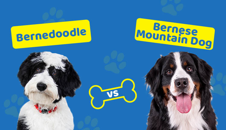 Bernedoodle vs Bernese Mountain Dog