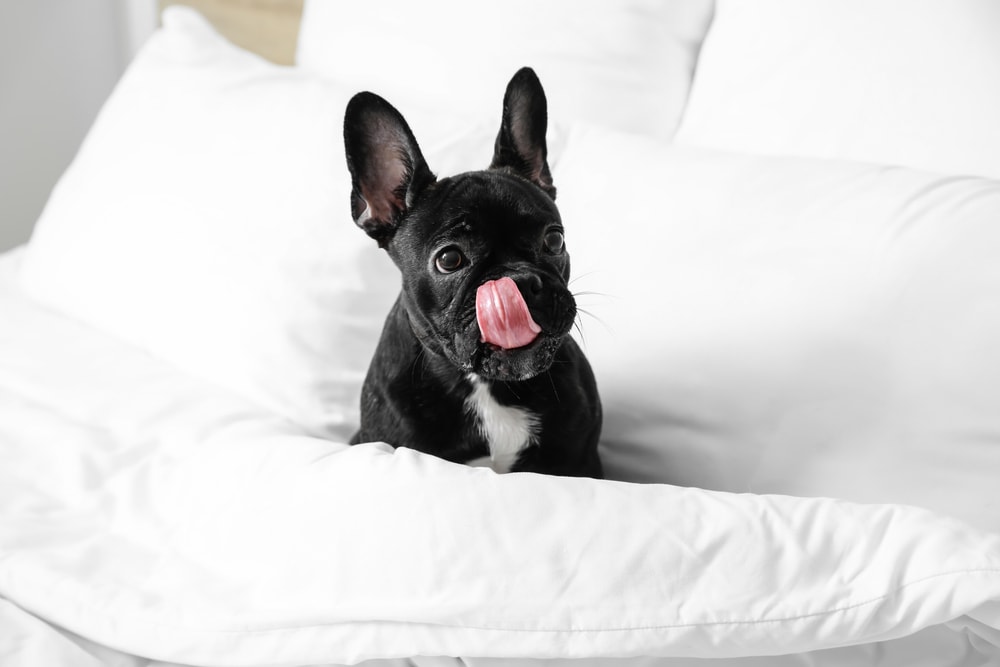 Black Boston Terrier