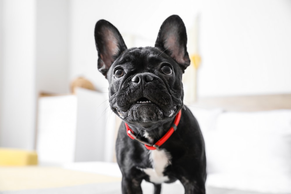 Black Boston Terrier