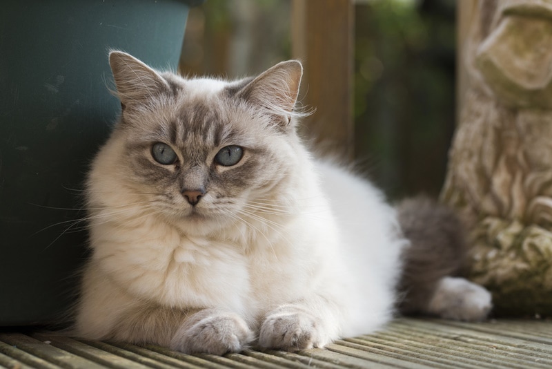 Blue Lynx Ragdoll cat sitting on bamboo floor