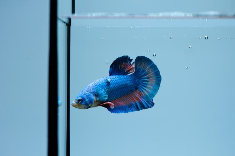 Blue betta fish with skin disease or white tumor