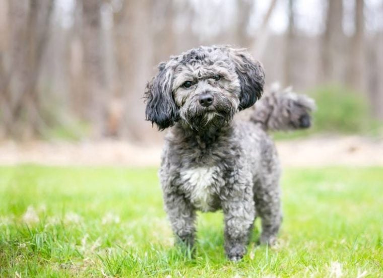 12 Dog Breeds That Are Closest to Wolves Info, Pictures