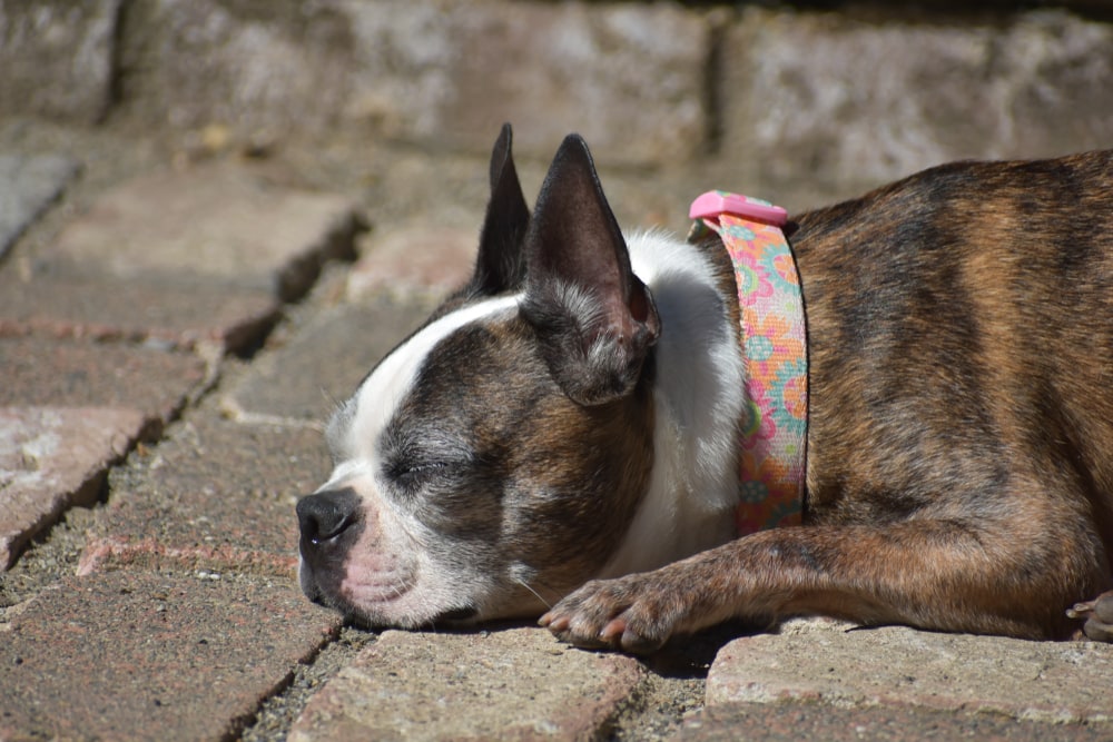 Boston Terrier sunbathing