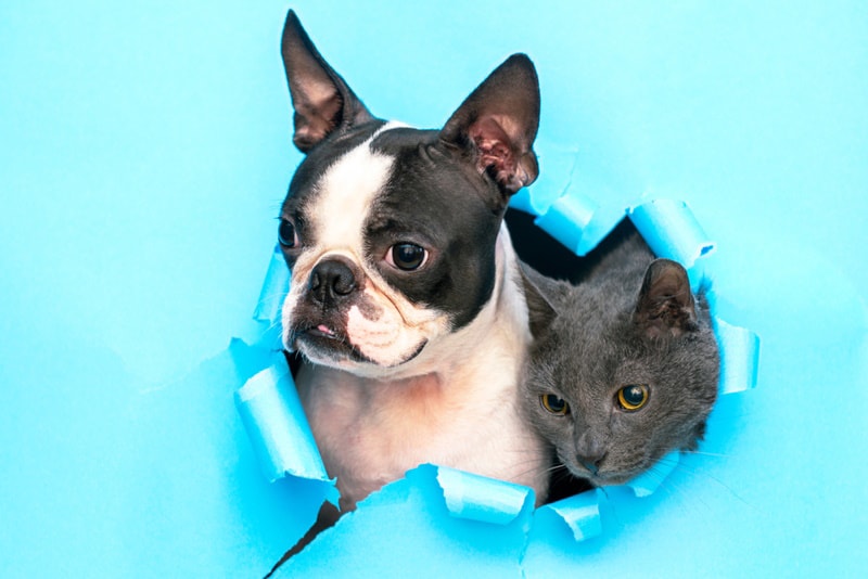 Are Boston Terriers Good with Cats? (Can a Boston Terrier Live with a Cat?) in 2023