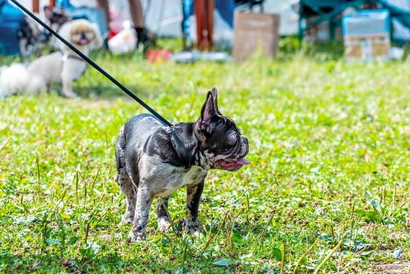 Boston terrier leash training