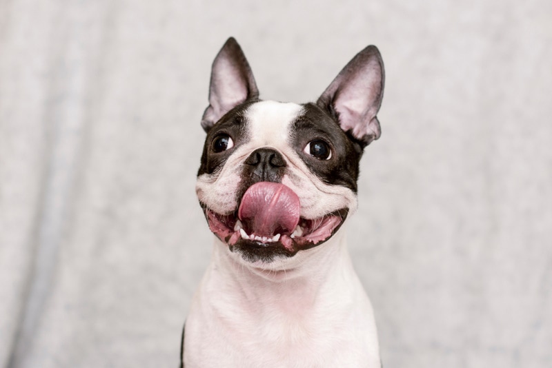 Boston terrier puppy licking nose