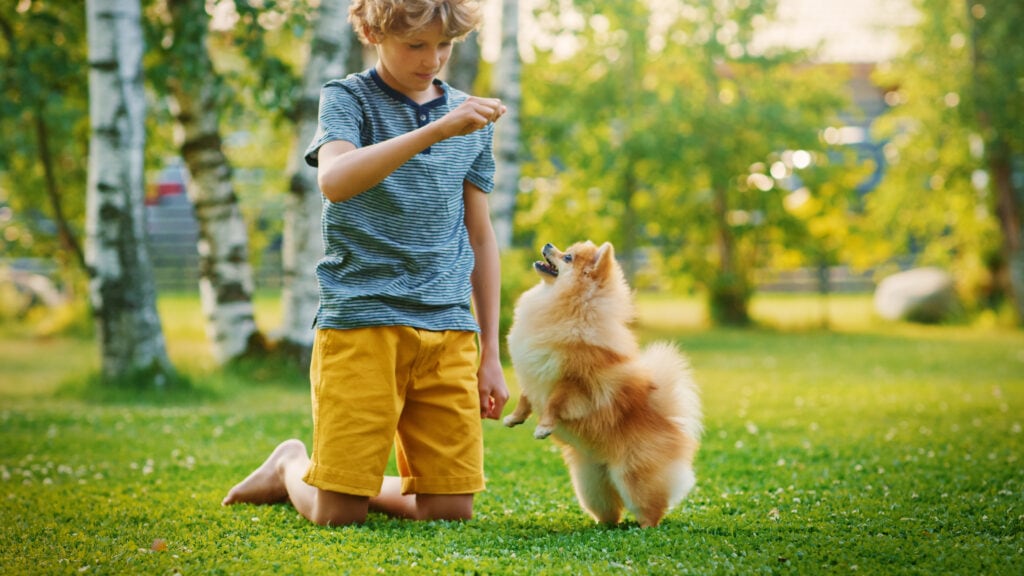 Cậu bé chơi với Pomeranian