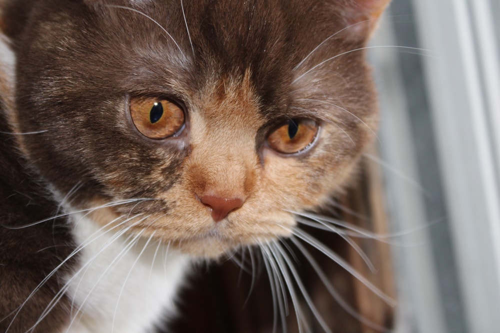 Calico British Shorthair