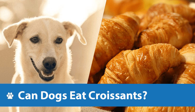 Can Dog Eat Croissants