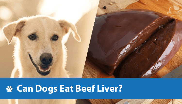 Can Dogs Eat Beef Liver