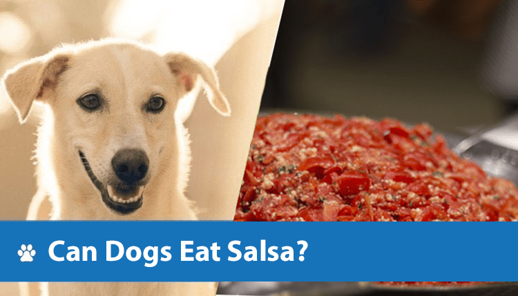 Can dogs Eat Salsa