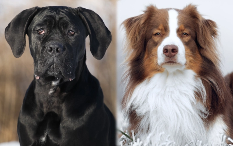 Parents of Cane Corso Australian Shepherd Mix - Featured Image