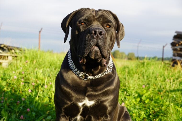 Mastiffs có phải là chó bảo vệ tốt không? Tính khí & đặc điểm tính cách