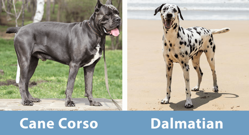 Cane Corso Dalmatian