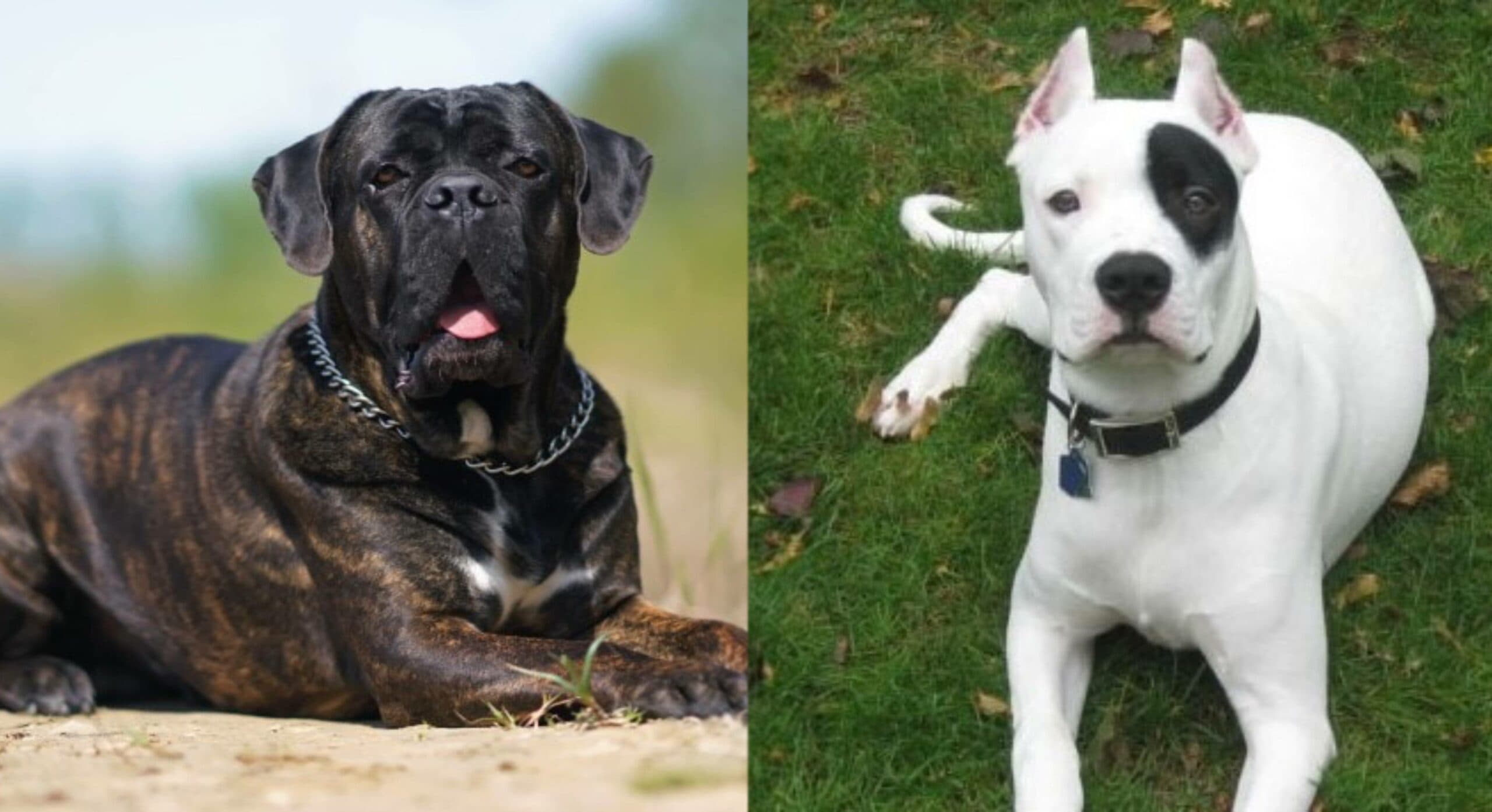 Pannello Segnaletico Per Cane Dogo Argentino – 30x15 Cm, PVC 3mm, Anti-UV E Resistente Alle Intemperie