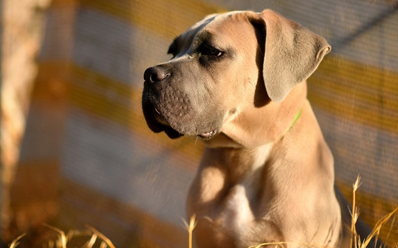 Cane Corso Formentino