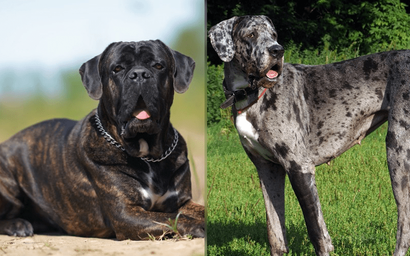 Cane Corso Dane Mix: Care Guide, Pictures, & Traits | Hepper